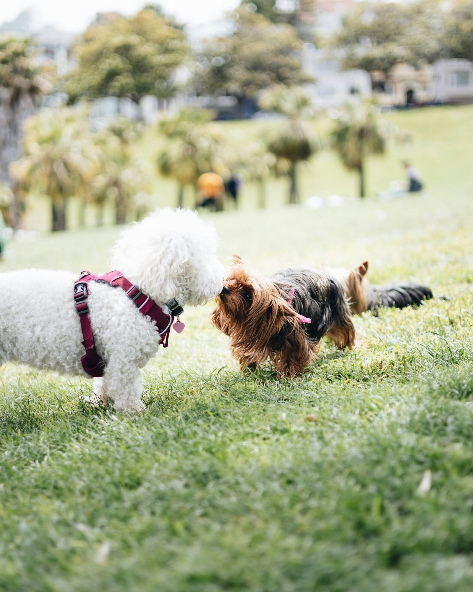 a couple of small dogs standing on top of a lush green field