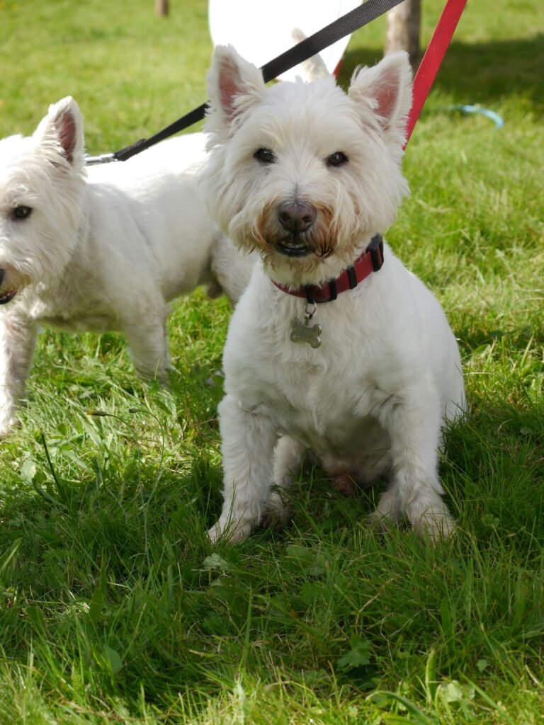 Two small white dogs on a leash in the grass